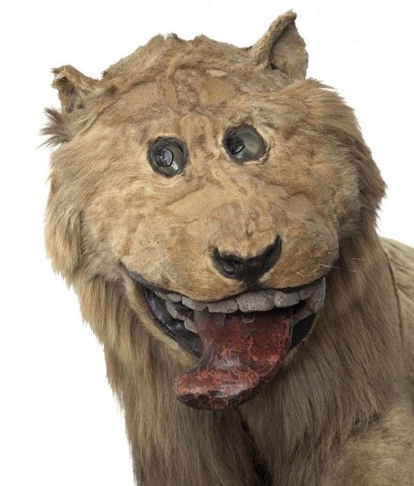 Чучело льва, подаренное шведскому королю Фредерику I
