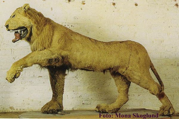 Чучело льва, подаренное шведскому королю Фредерику I