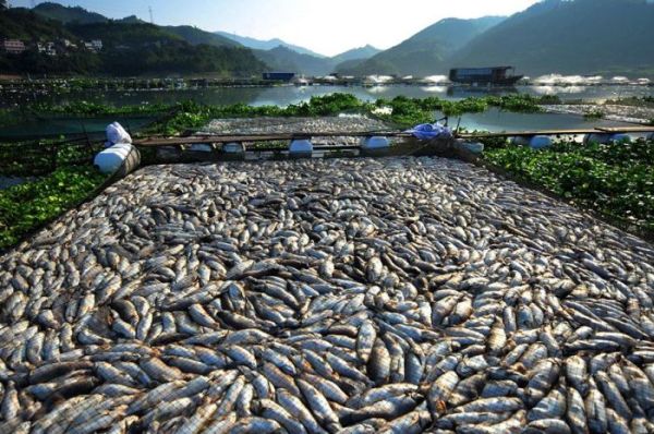 В Китае вымирает рыба