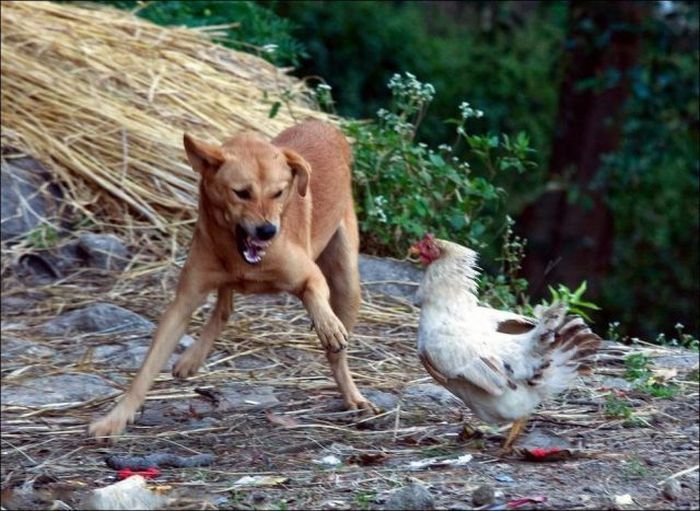 Курица защищает своего цыпленка
