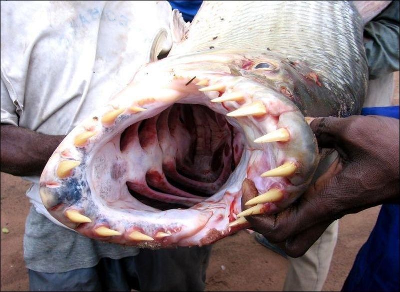 Голиаф - рыба, которая нападает на крокодилов