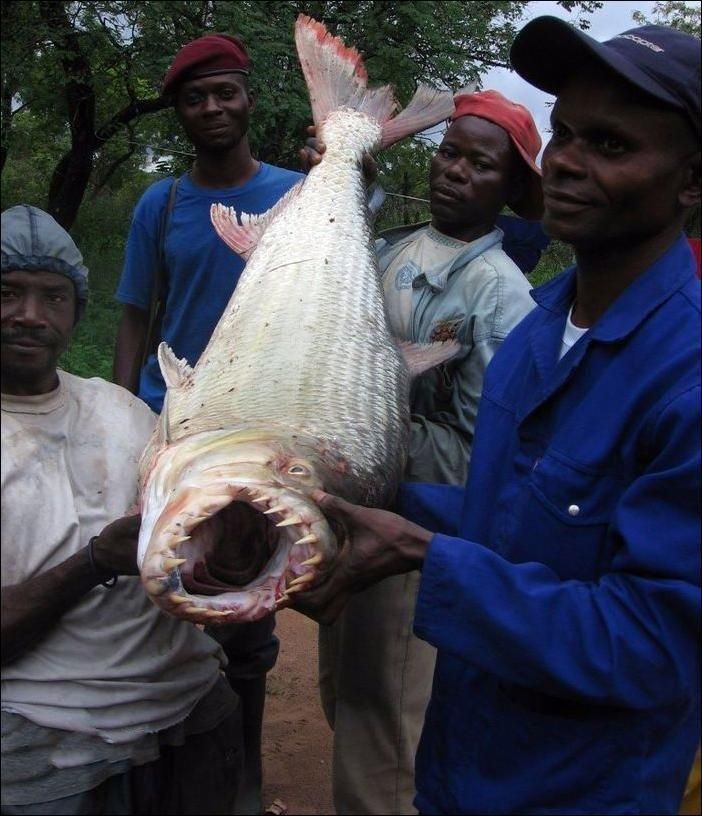 Голиаф - рыба, которая нападает на крокодилов