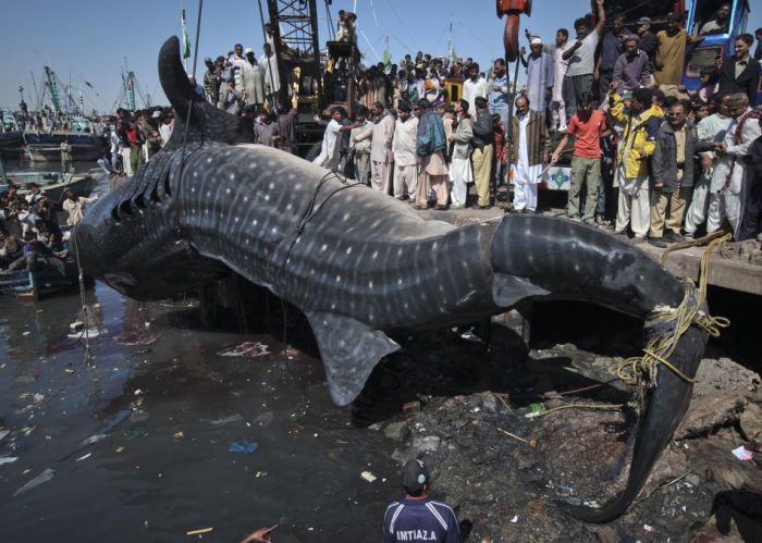 Китовая акула на побережье Пакистана