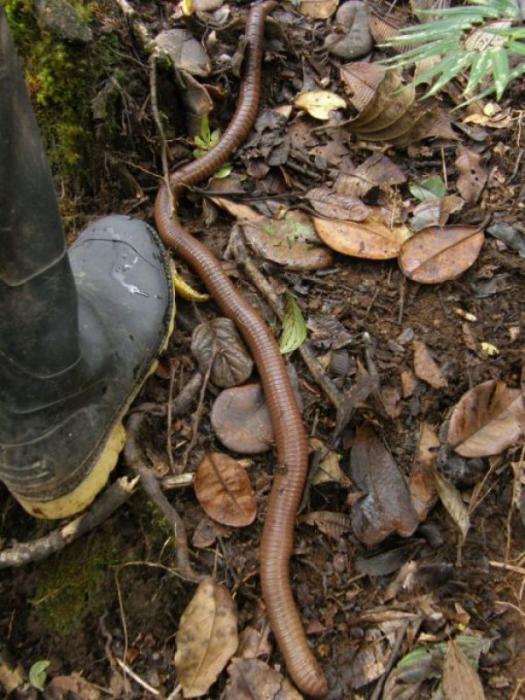 Австралийский гигантский дождевой червь