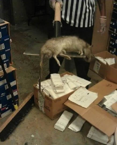 На Нью-Йорк напали гигантские крысы