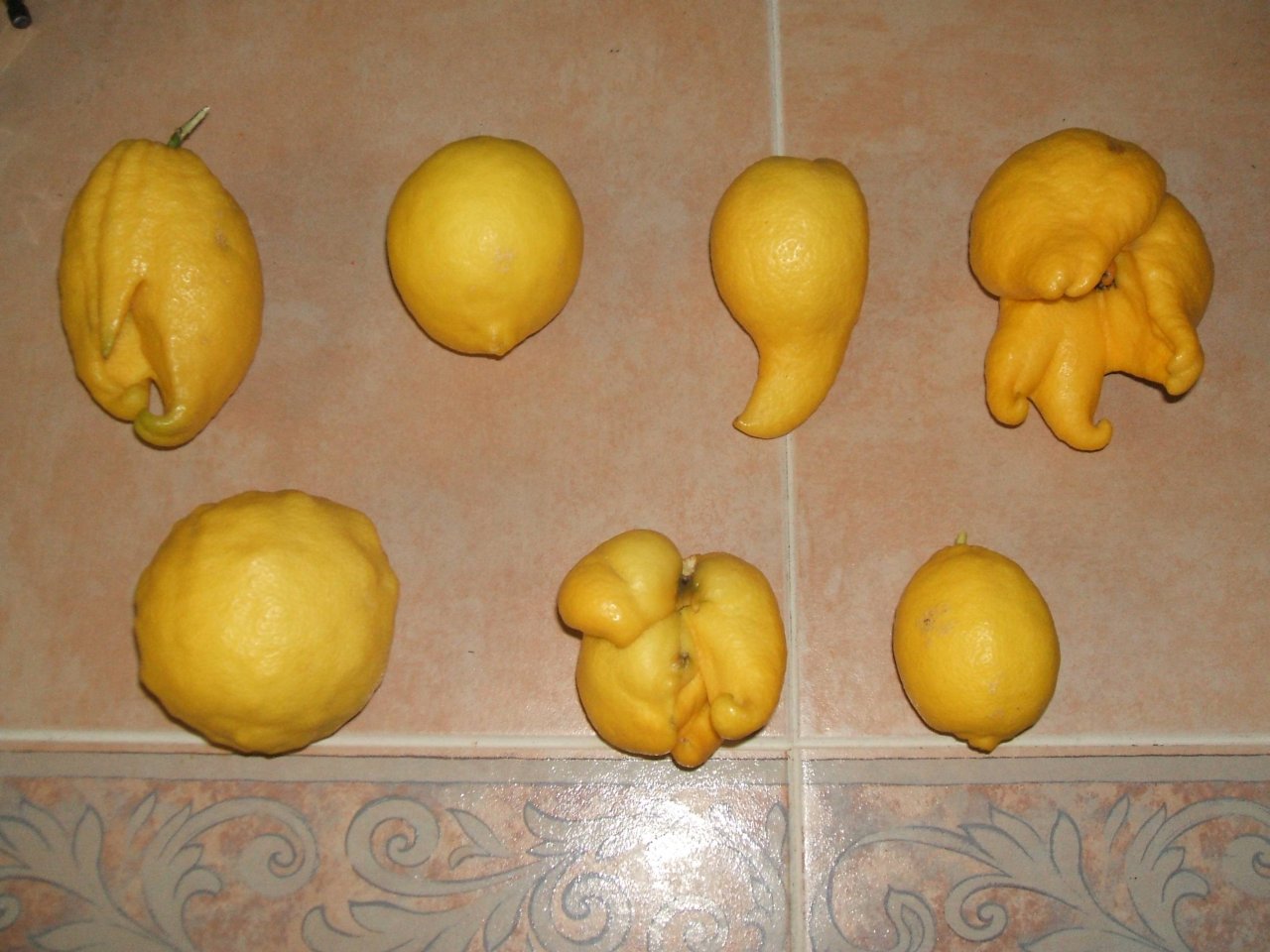 Лимоны-мутанты
