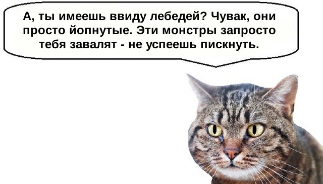 Не всякая птичка по зубам коту