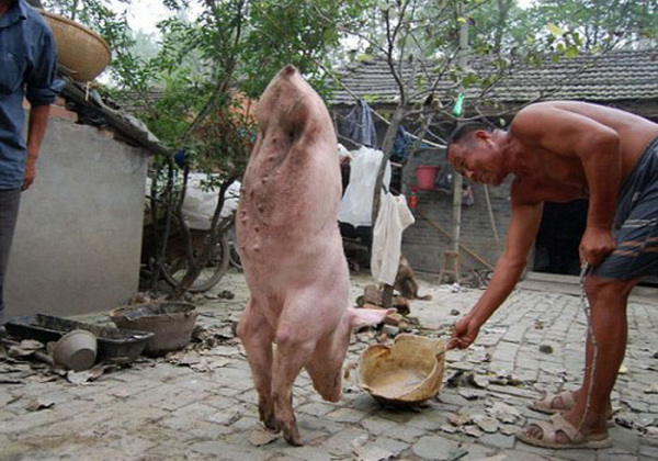 В Китае свинья научилась ходить на передних лапах