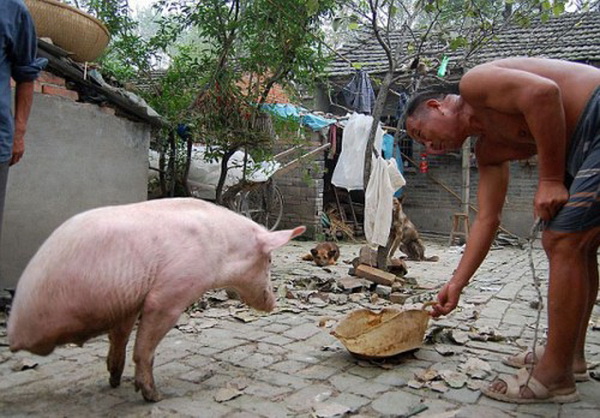 В Китае свинья научилась ходить на передних лапах
