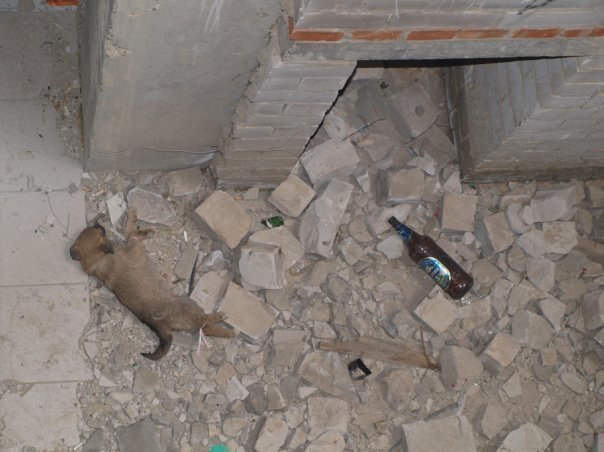 Жительница Татарстана убила щенка ради эротичной фотосессии