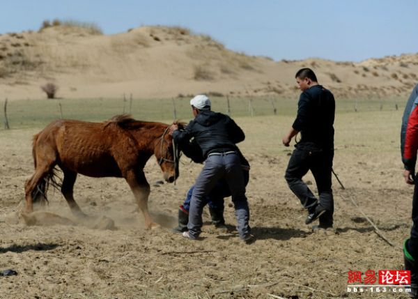 Как монголы кастрируют меринов