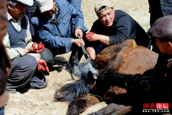 Как монголы кастрируют меринов