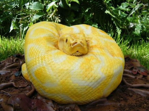Такую змею я бы съел!
