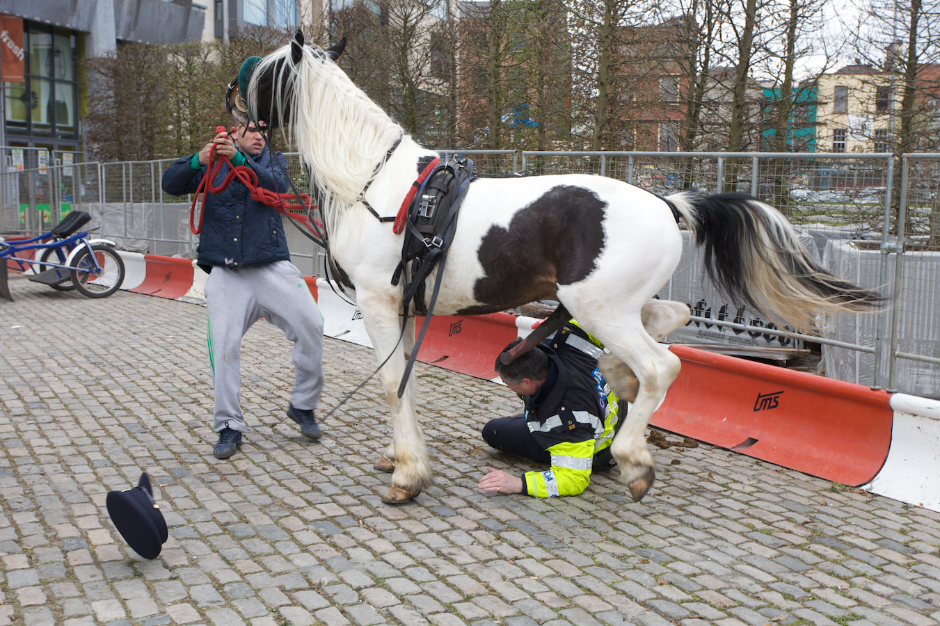 Конь и полиция