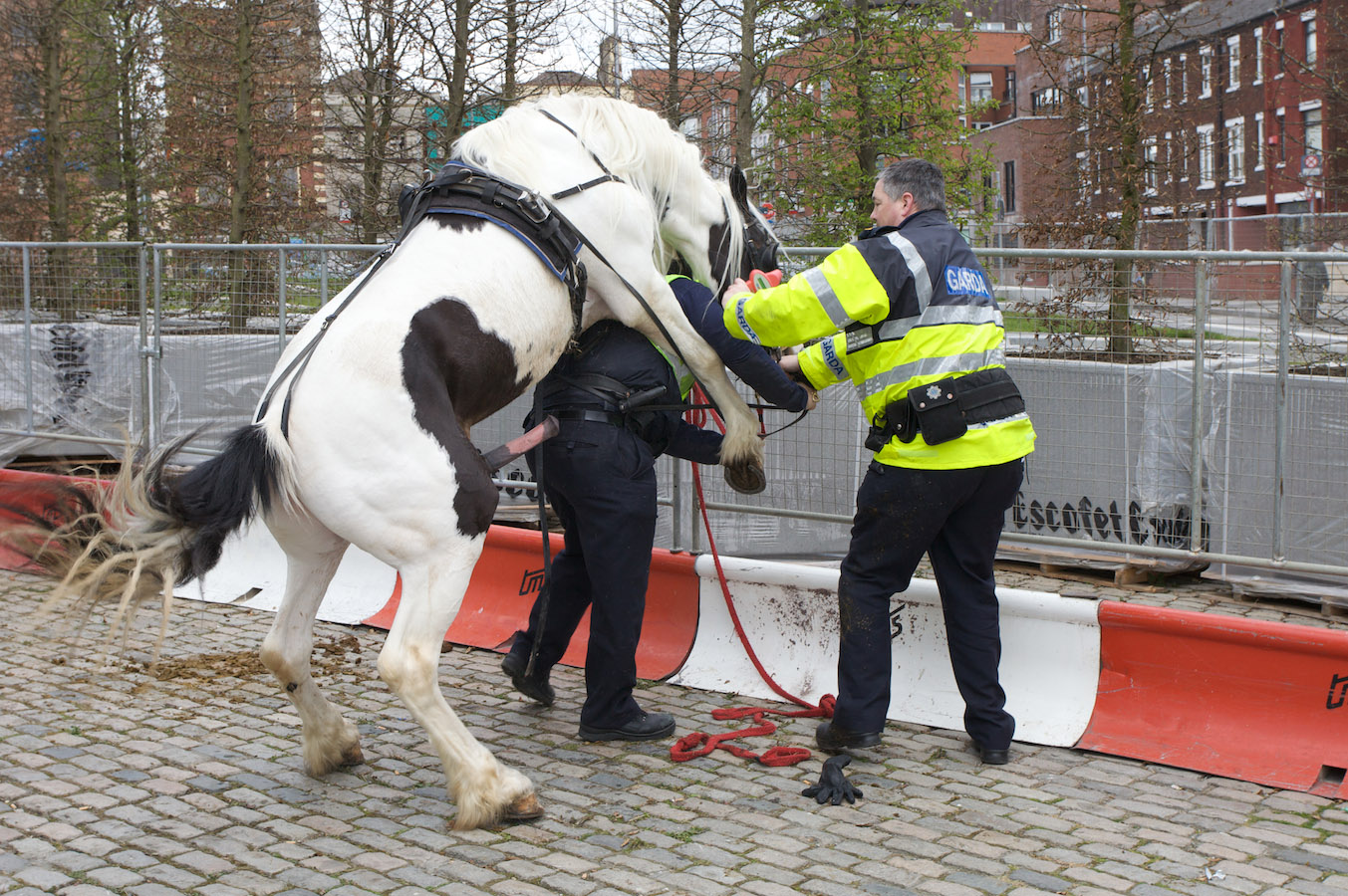 Конь и полиция 