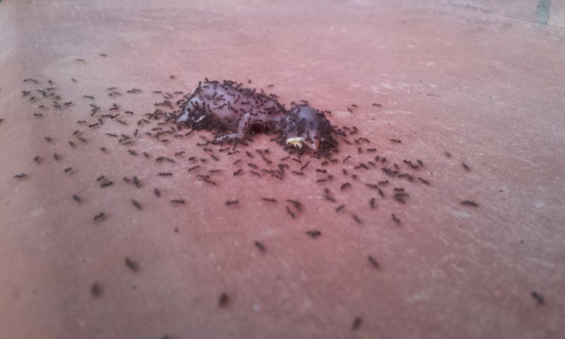 Как муравьи расправились с трупом цыпленка