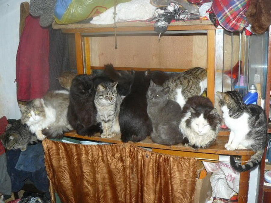 Приют для кошек фото кошек