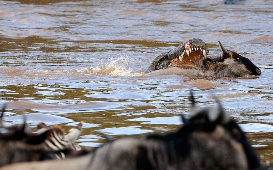 Нападение реки. Крокодил в реке.