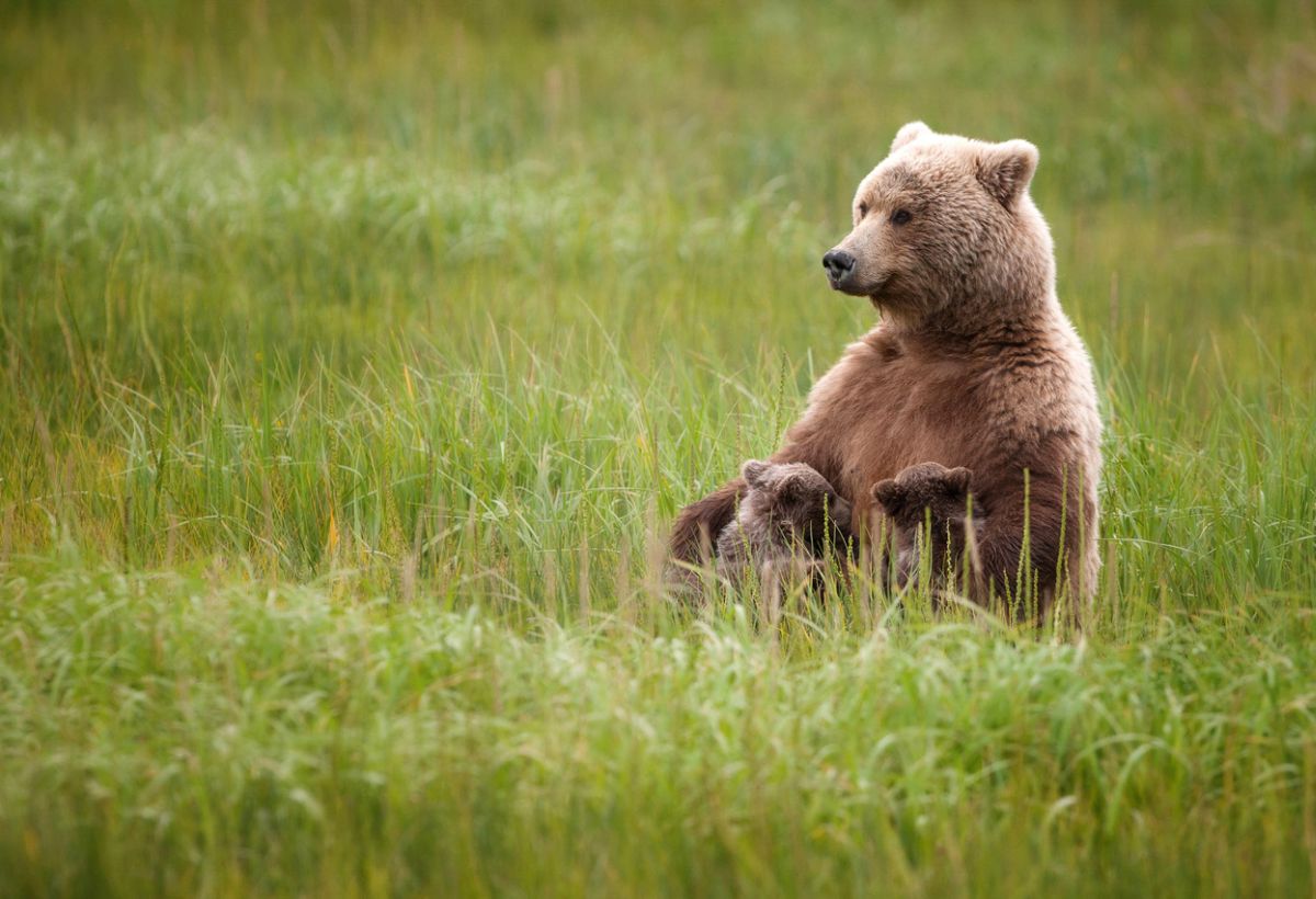 Подборка лучших работ с конкурса фотографии National Geographic