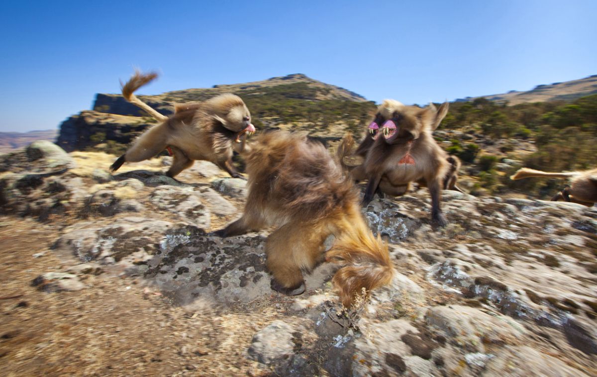 Подборка лучших работ с конкурса фотографии National Geographic