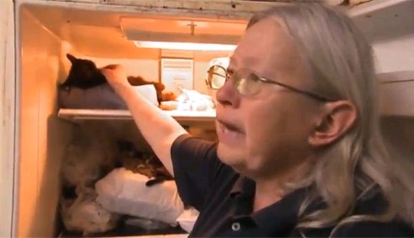 Женщина заморозила 100 трупов кошек в холодильнике