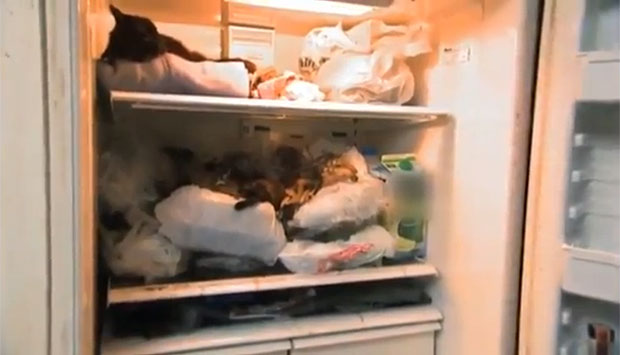 Женщина заморозила 100 трупов кошек в холодильнике