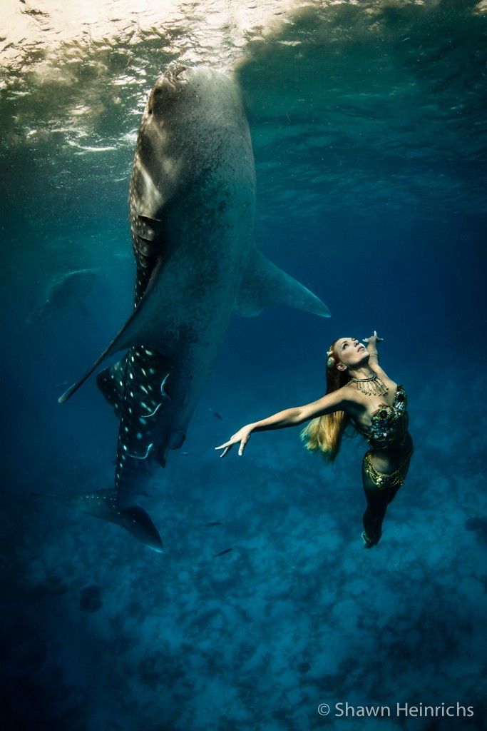 Эффектная подводная съемка с китовой акулой