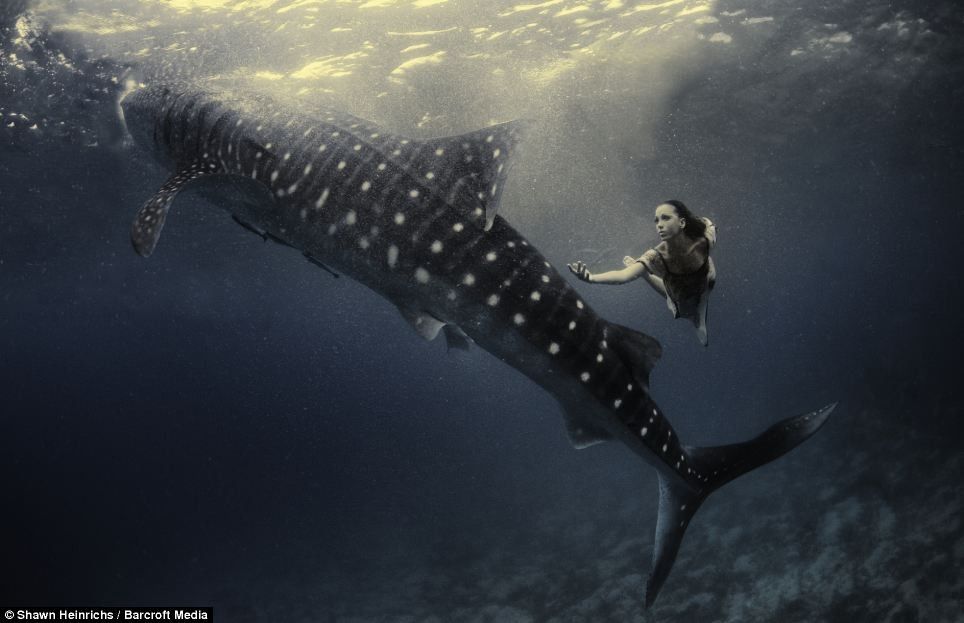 Эффектная подводная съемка с китовой акулой