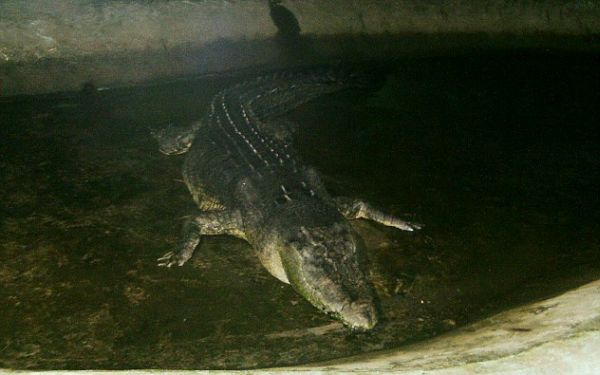 Умер самый большой в мире крокодил