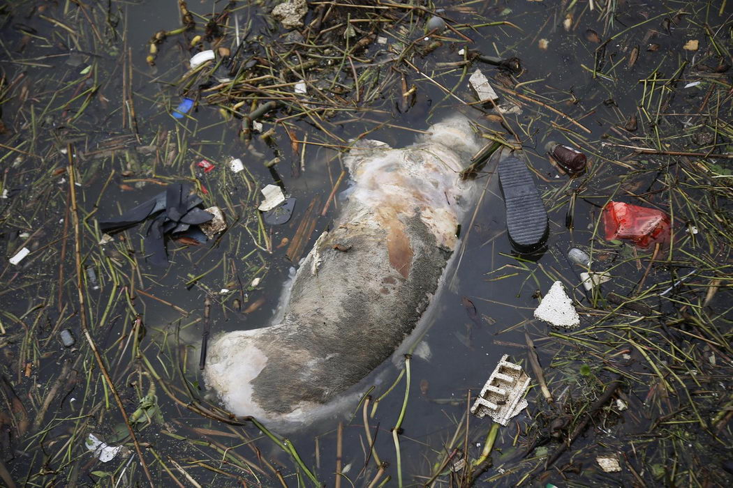 2 800 мертвых свиней плавают в реке Хуанпу возле Шанхая