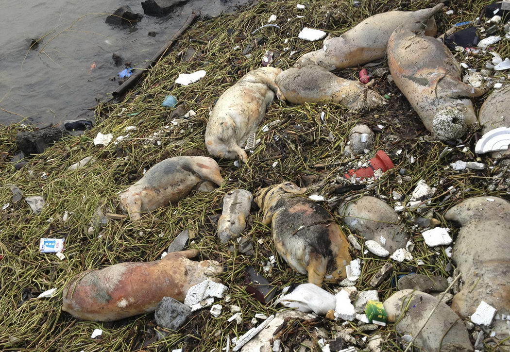 2 800 мертвых свиней плавают в реке Хуанпу возле Шанхая
