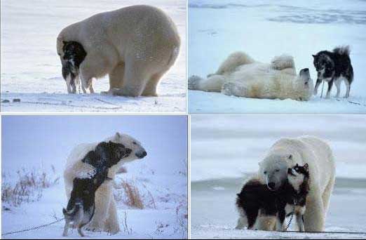 Чем закончилась дружба белого медведя с собачкой
