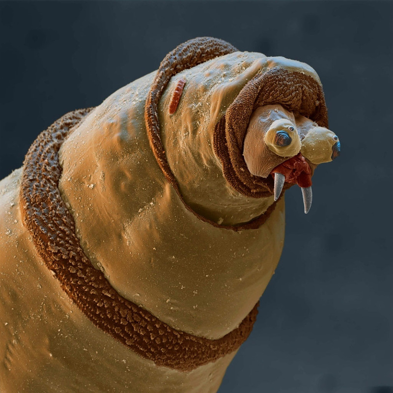 Червяк под микроскопом
