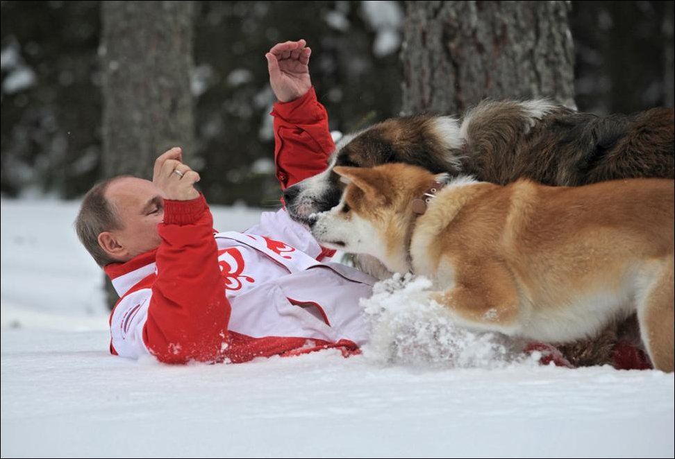 Вымахали песики...