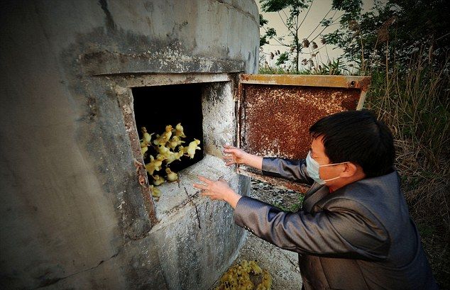 Китайцы мешками сжигают птенцов