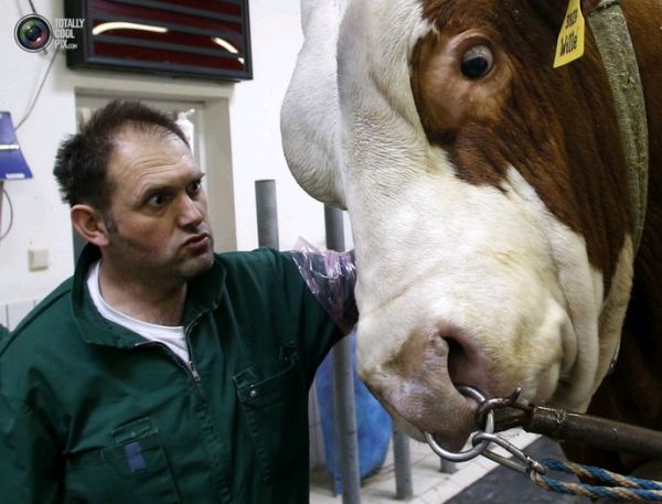 Как берут сперму у быков — производителей