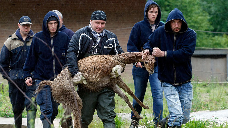 Потоп в пражском зоопраке