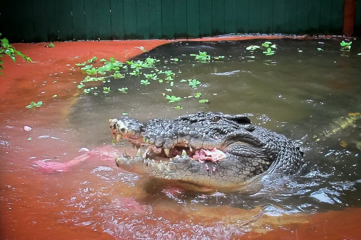 Самый большой крокодил в мире