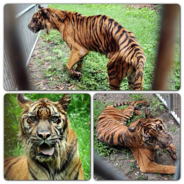 Зоопарк Сурабая, Индонезия. Ад для животны