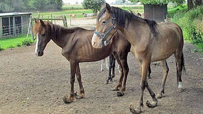 Как выглядят лошадки, которым семь лет не делали маникюр