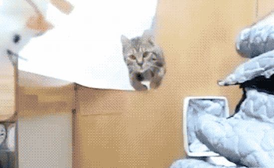 Наглядно о том, насколько высоко может прыгнуть кот