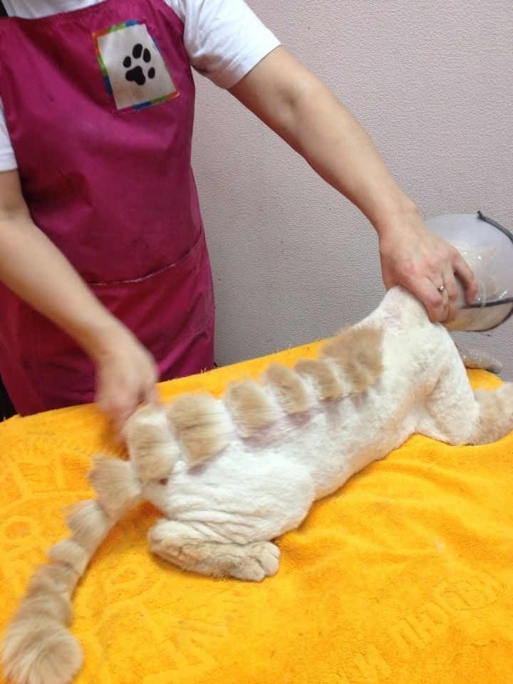 Парикмахер превратил кота в динозавра