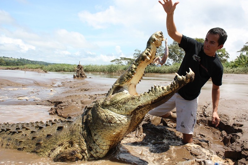 Кормление с рук семнадцатифутовых крокодилов