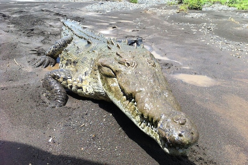Кормление с рук семнадцатифутовых крокодилов