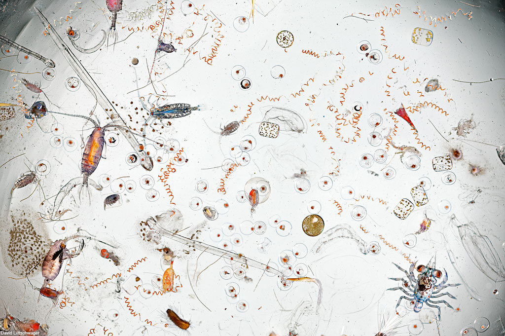 Капля морской воды под микроскопом