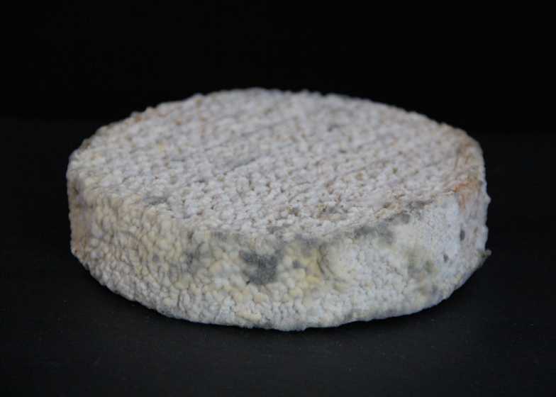 Ученые создали человеческий сыр из пупков и подмышек