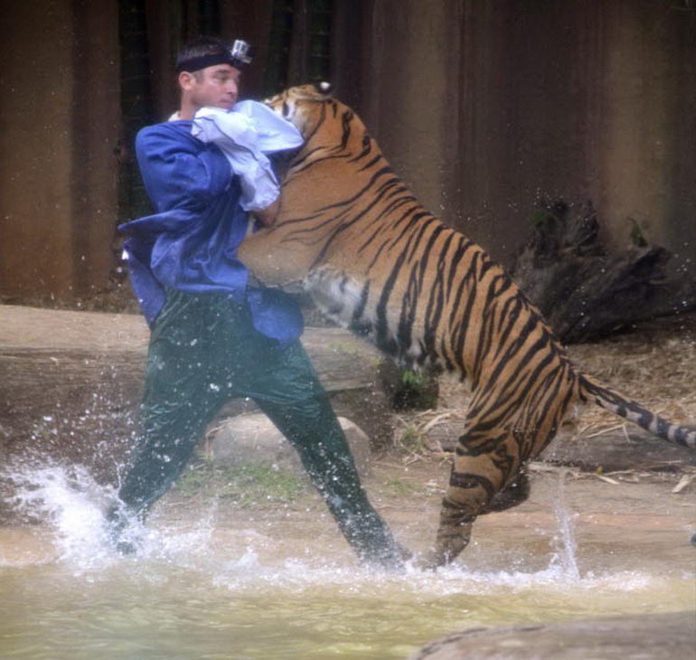 В зоопарке Австралии тигр разорвал шею дрессировщику