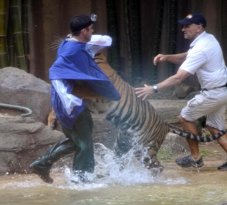 В зоопарке Австралии тигр разорвал шею дрессировщику