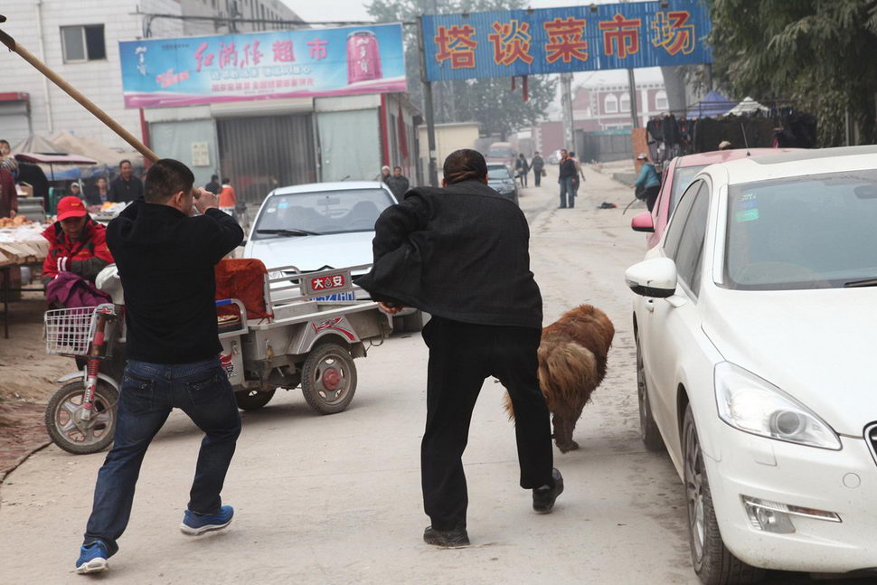 Охота на мастифа в Китае