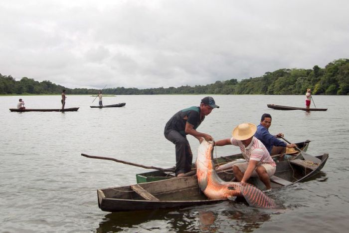 Бразильцы ходят на рыбалку с дубинами